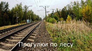 Прогулки по лесу. В сторону железной дороги, где вырубали лес.