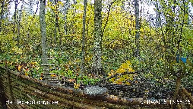 🍂ОКТЯБРЬ в ЛЕСУ онлайн #Relaxing #природа #звуки леса #птицы #погода🍁