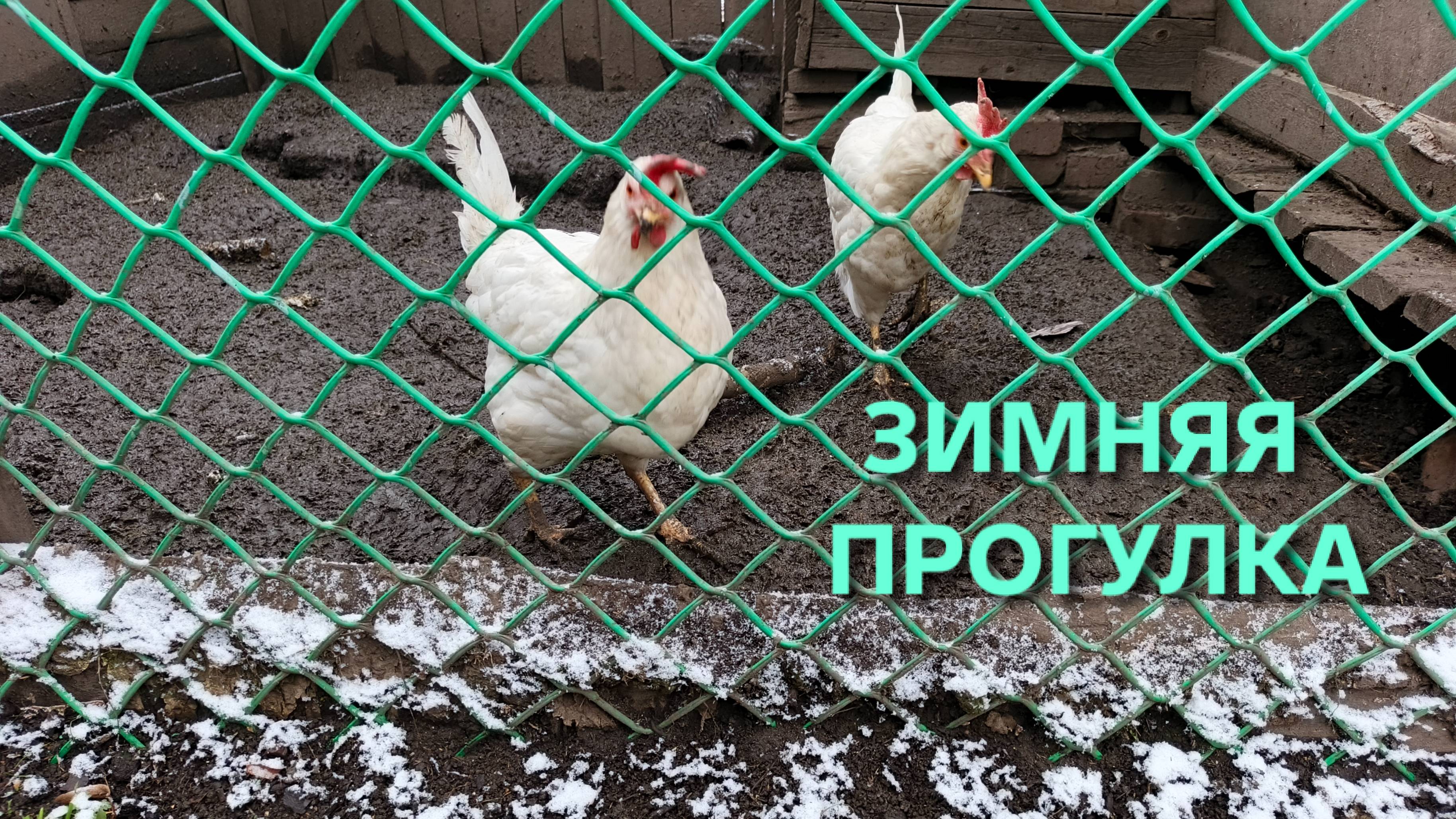Жизнь в деревне Можно ли выпускать кур-несушек в мороз на улицу