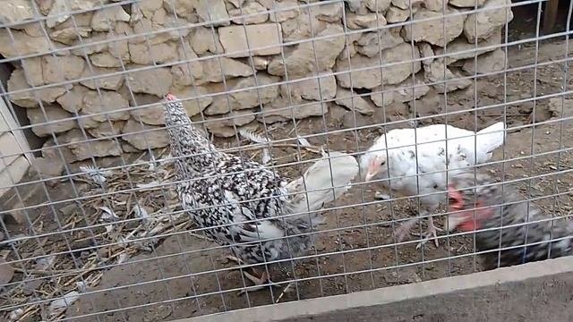 10 октября, объединил цыплят с курами