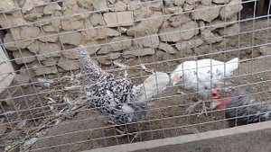 10 октября, объединил цыплят с курами