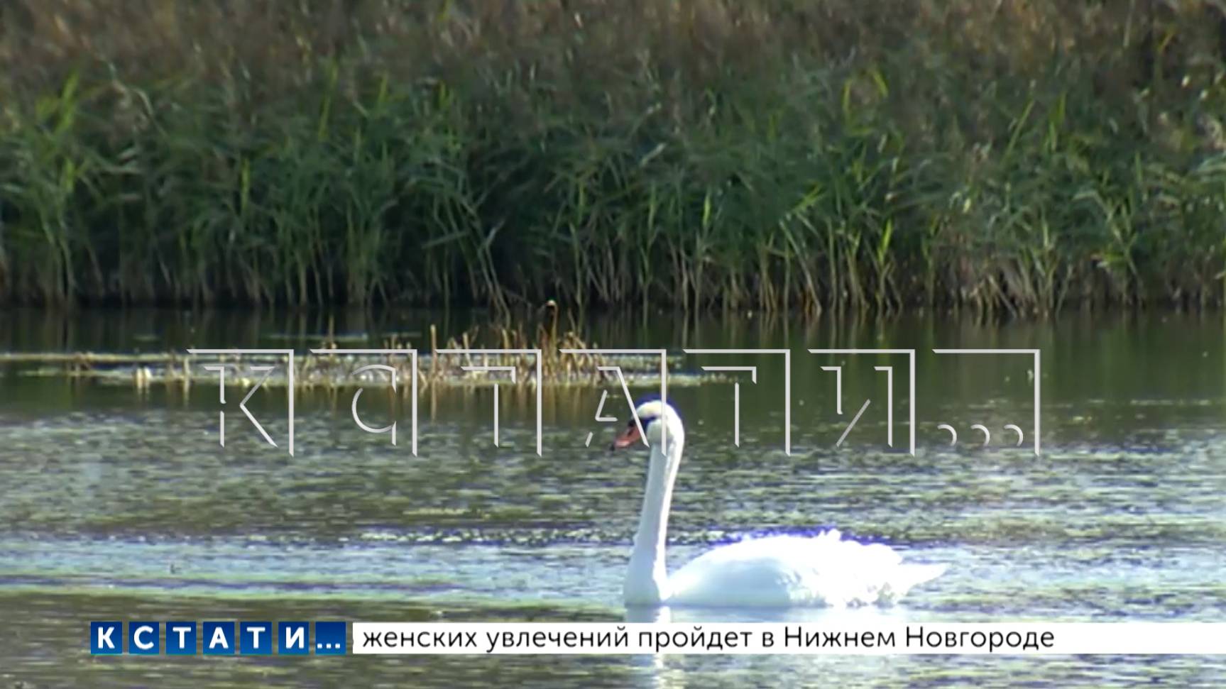 Лебедей, поселившихся в Кстовском районе, расстреляли браконьеры
