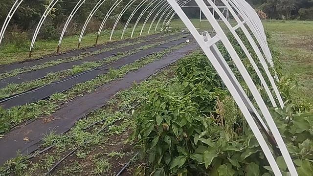 18. Осень пришла.