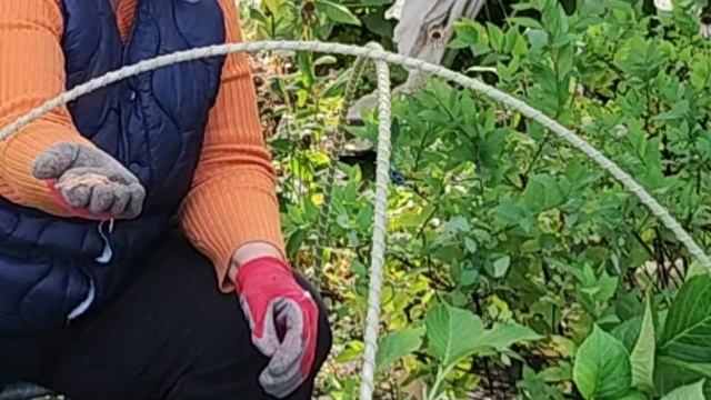 Укрываю гортензии крупнолистные, пора начать.