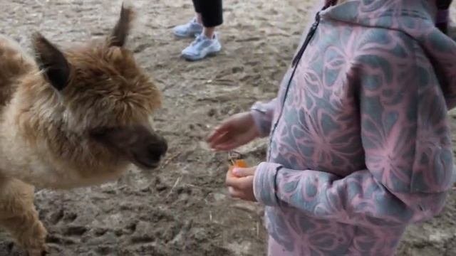 ольпака парк
