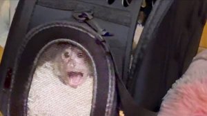 ЭТО НАДО ВИДЕТЬ! Финик спрятался от Степки в домик и стал ЗЛИТЬСЯ)))