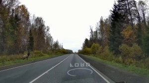 Даже Олени смотрят по сторонам