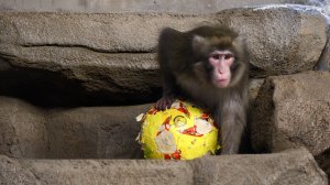 Японские макаки осваивают игрушки