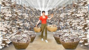 Сбор урожай грибов на ферме и продажа их на сельском рынке. Жизнь во Вьетнаме