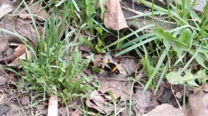 Красивая пчела в парке