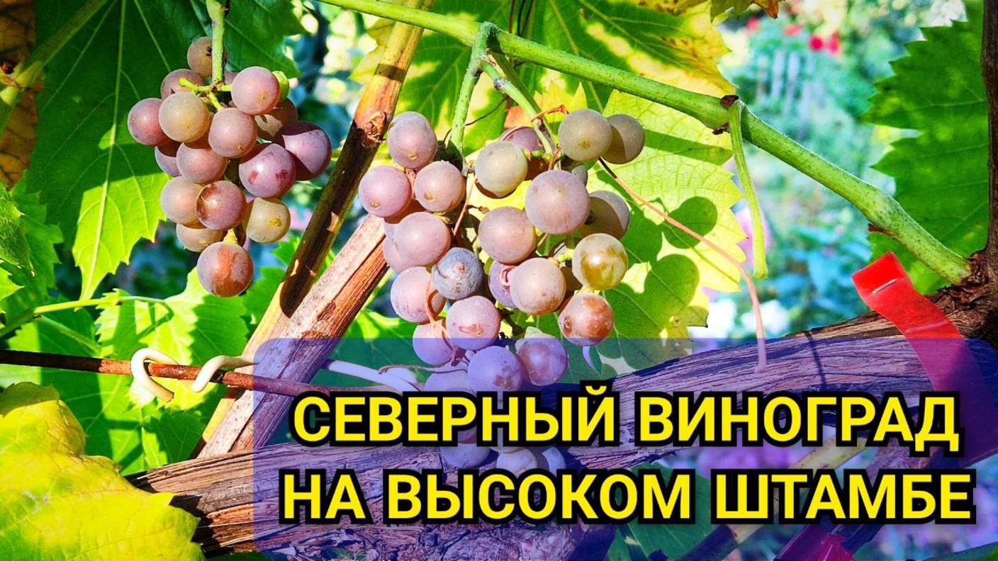 Как выращивать ВИНОГРАД Айтаска на высоком штамбе без укрытия: формировка и вид шпалеры 🍇