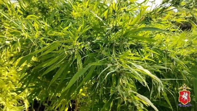 Полиция Севастополя задержала наркодельца, заготовившего 3 кг марихуаны для последующего сбыта