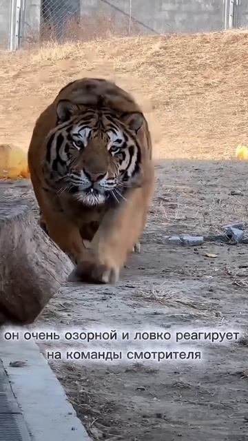 Ручной тигр.