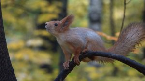 Много белок. Зарисовка