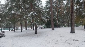 Прогулка по Тимирязевскому скверу. Почти ручные белки