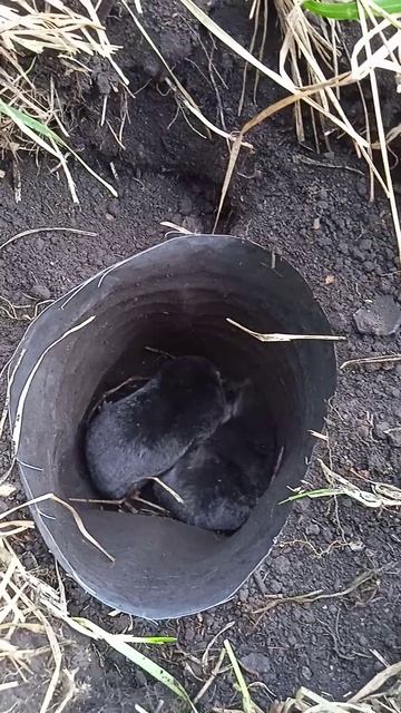 А ловушка то для грызунов сработала.