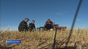 Черное золото сельхозугодий. Аграрии Иркутского района активно убирают урожай ценной