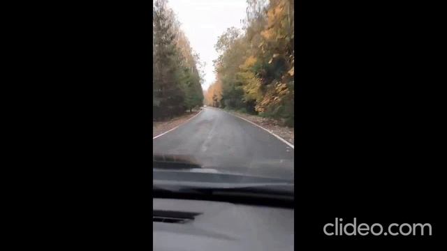 Дорога через лес