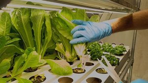 Производство салатов и зелени в Новосибирске круглый год