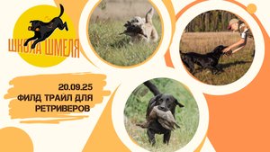 Field Trial для ретриверов