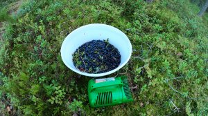 Поход за черникой в сосновый лес. Свинарник на природе, след человека. Как собирать чернику