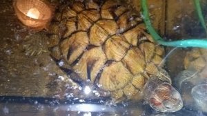 красноухие черепахи, утро 11-10-2025