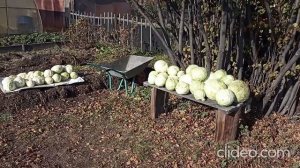 Стабильный МИНУС по ночам, Сбор урожая Капусты 2025, Бочка вновь полная для Утилизации