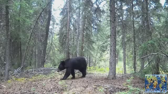 Животные в дикой природе