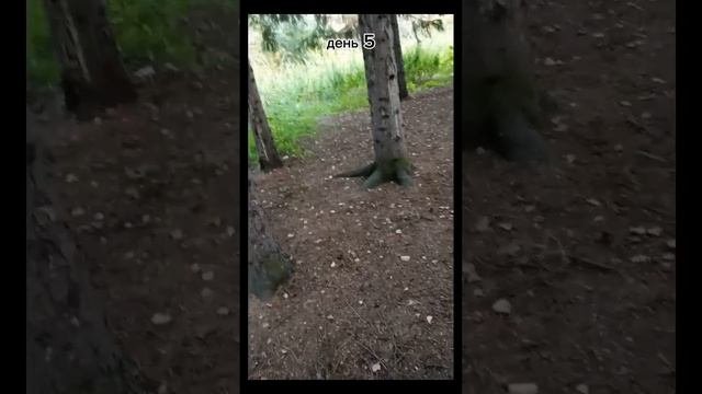 99 ночей в лесу в реальной жизни часть 1