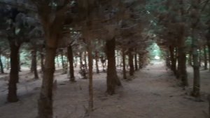 Сосновая глухомань, одним глазком