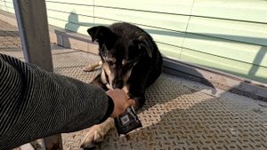 ШАРИКОВ СПАРРИНГ - ПАРТНЕР