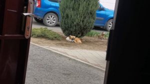 Начинается дождь, пёс прячется под можжевельником