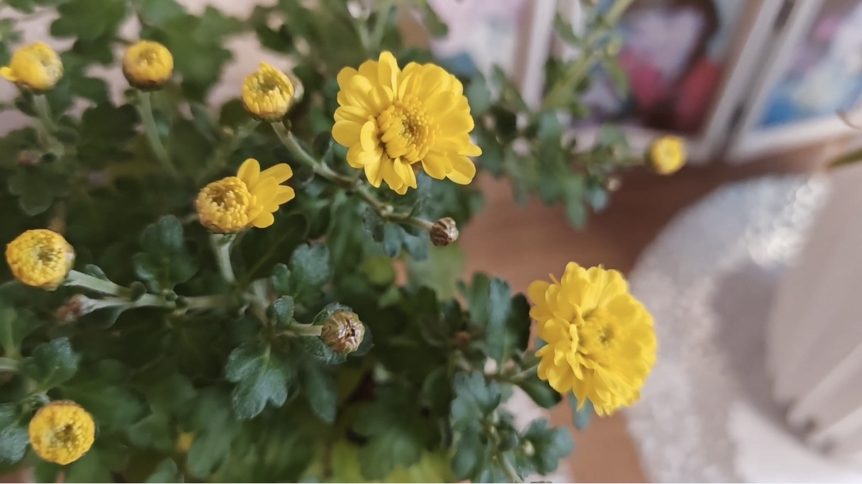 МОИ ЦВЕТЫ НА СЕВЕРНОМ ОКНЕ | ЦВЕТОЧНЫЕ НОВОСТИ 🌸