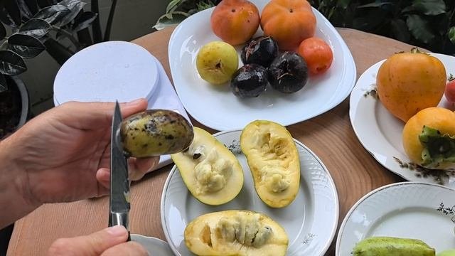 Азимина, сравнение сортовой и дички.