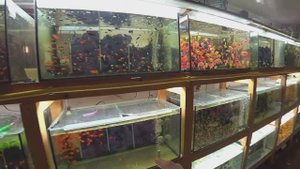 Пересадил Тернецию. Будни Аквариумиста.