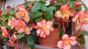 Бегония Илюминейшн Голден Пикоти(Begonia Illumination Golden Picotee)