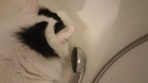 Тихая жизнь двух забавных кошек