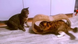 Когда лежанка кота Барсика  уже занята..