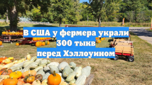 В США у фермера украли 300 тыкв перед Хэллоуином
