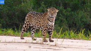 Мощный самец ягуара — настоящий король бразильских джунглей!