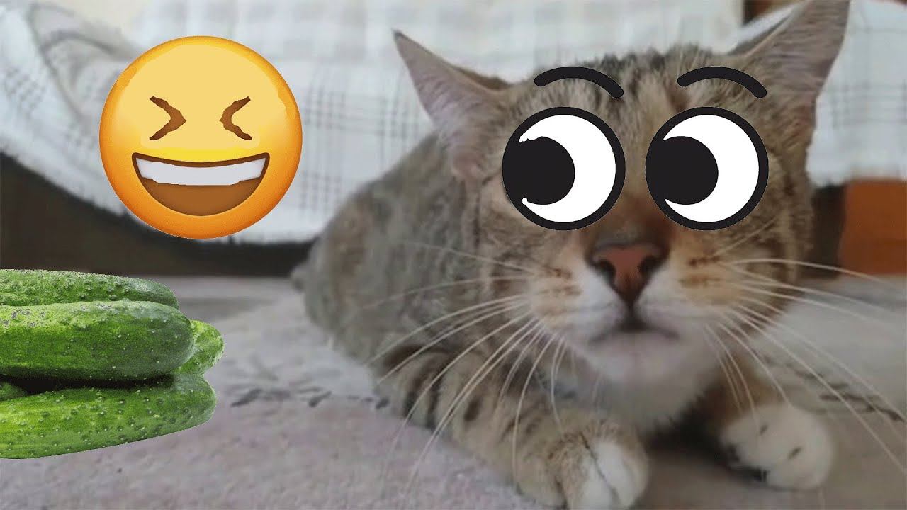New Funny Cats Video | You Laugh - You Loss ! |  Funniest Cats Video 2025
