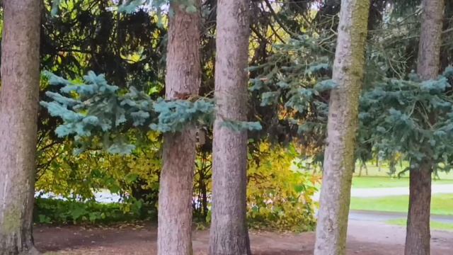 Игры шустрых белочек в осеннем Приморском парке Победы в Санкт-Петербурге
