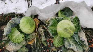 Огород в деревне завалило снегом убираю урожай капусты и работаю в теплице!