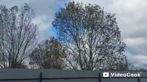 Наши 8,4 сотки.🏡Высадила чудо-цветы 🥀 🤷♀️Подготовила грядку под свеклу,к следующей весне.