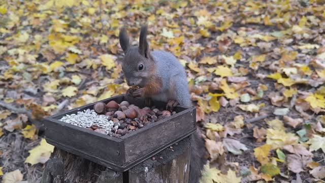 Две белки делят кормушку