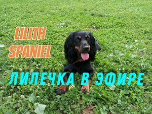 Спаниелька опять не хочет кушать