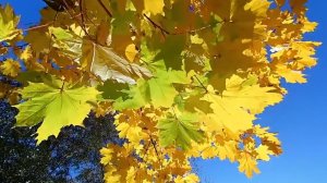 Ты у меня одна (Youre One and Only Mine, Vizbor) Визбор evgeniydyatlov.ru