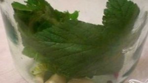 Огурцы консервированные сладкие