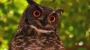 Животный мир