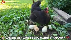 Цыплята и Курочки селяночки лучшие беспородные несушки 🥚 (351)